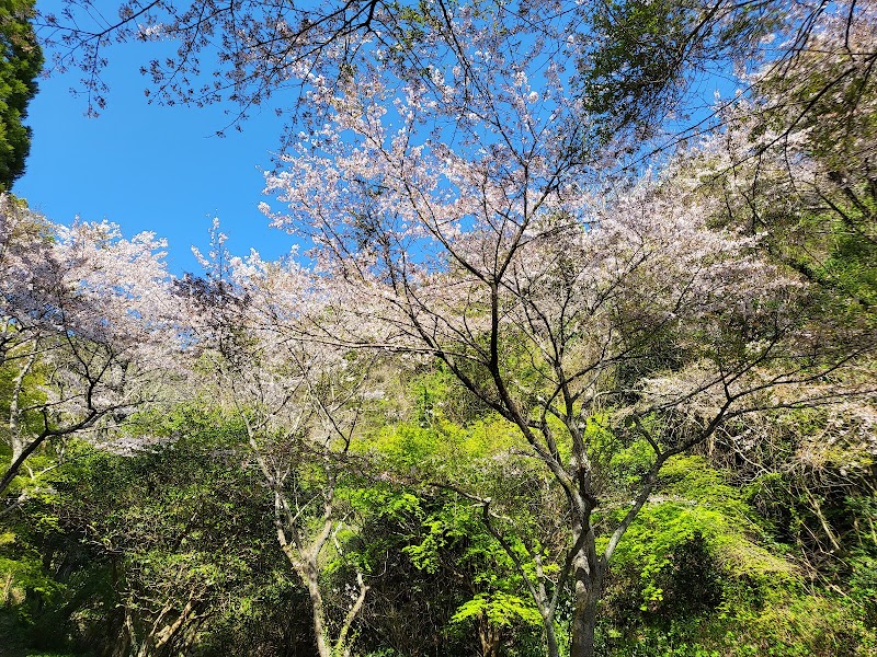 岩屋山渓桜公園