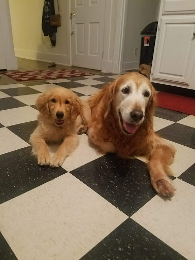 Pet Store «Animal House», reviews and photos, 7869 Hamilton Ave, Cincinnati, OH 45231, USA