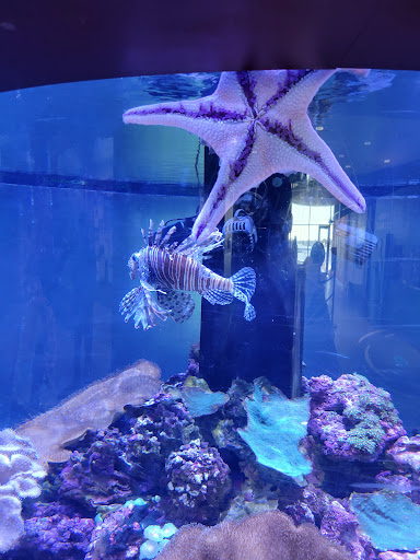 Aquarium «Great Lakes Aquarium», reviews and photos, 353 Harbor Dr, Duluth, MN 55802, USA