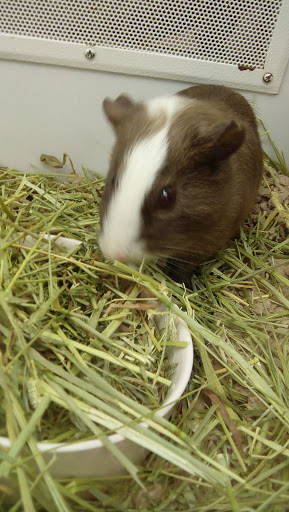 Pet Supply Store «Petco Animal Supplies», reviews and photos, 240 Upland Square Dr, Stowe, PA 19464, USA