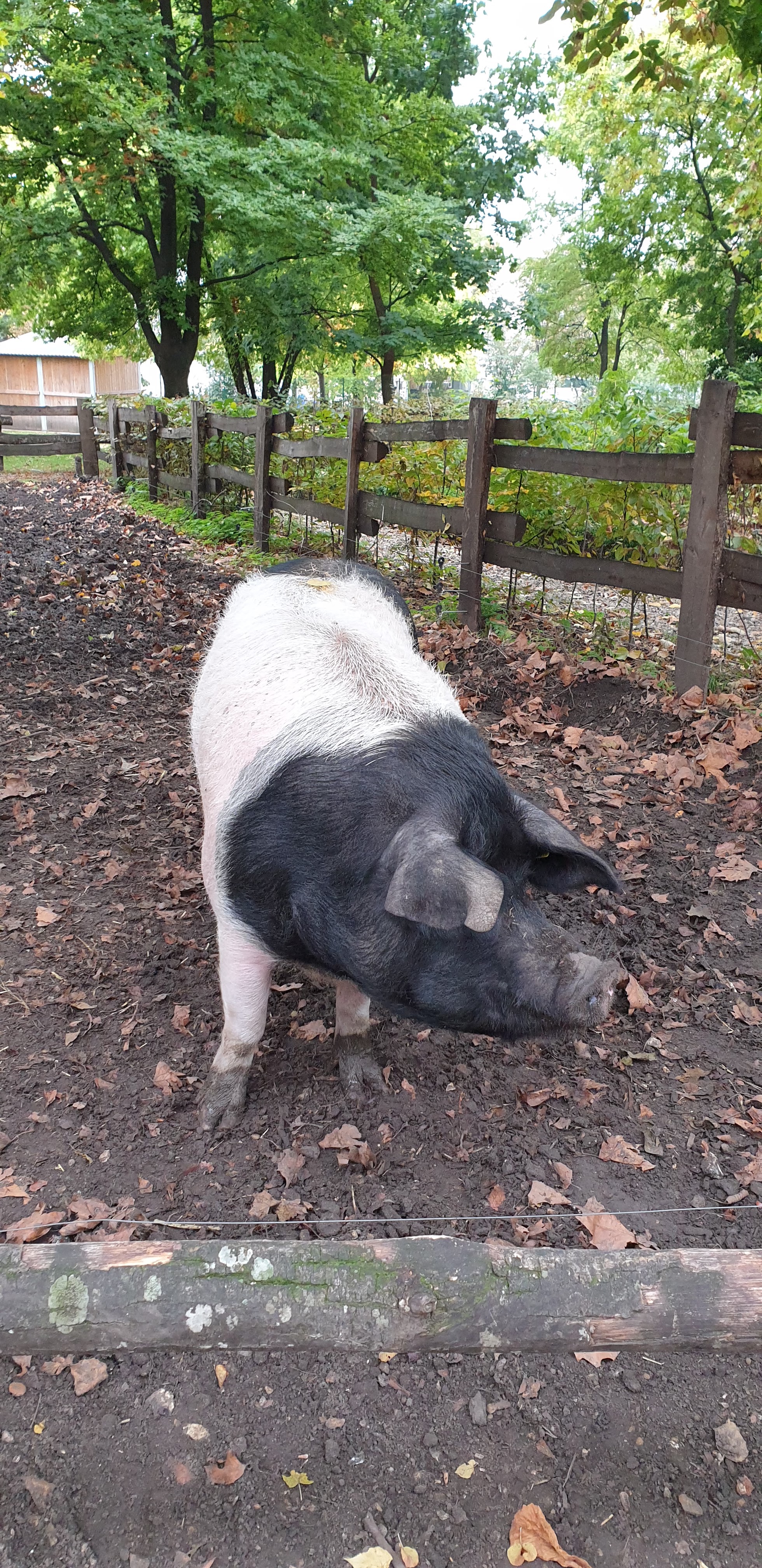 Photo n° 13 de l'avis de Julien.' fait le 23/10/2019 à 14:35