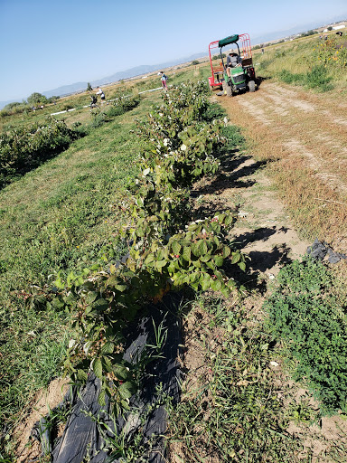 Produce Market «Berry Patch Farms», reviews and photos, 13785 Potomac St, Brighton, CO 80601, USA
