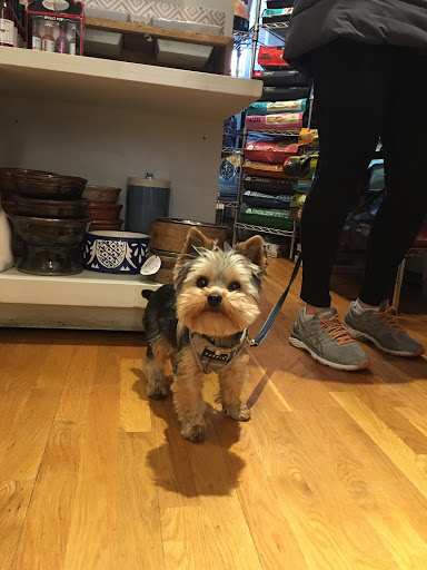 Pet Supply Store «The Fish & Bone, Boston MA», reviews and photos, 217 Newbury St, Boston, MA 02116, USA