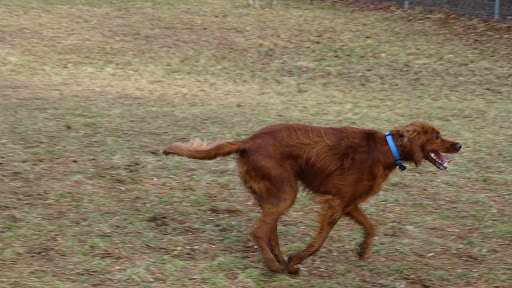 Dog Trainer «Awesome Dawgs Dog Training LLC», reviews and photos, 3052 Pricetown Rd, Temple, PA 19560, USA