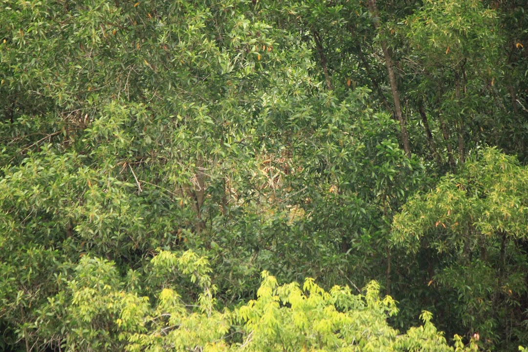Forest Reserve Lestari Putra