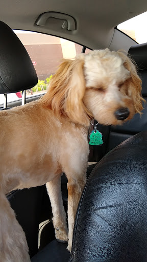 Pet Boarding Service «Coddled Critters Pet Resort and Spaw», reviews and photos, 80 Pacific Ave, North Salt Lake, UT 84054, USA