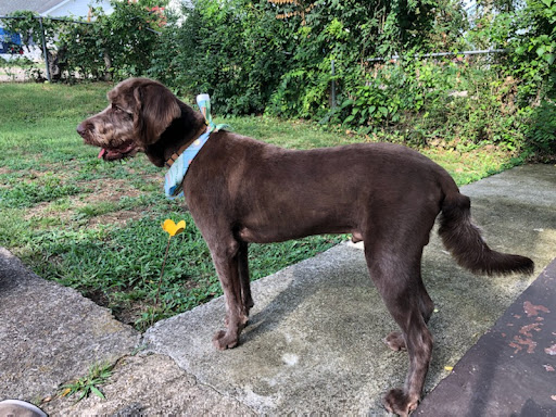 Pet Groomer «Tidy Dog Pet Supply & Salon», reviews and photos, 2612 Lebanon Pike A, Nashville, TN 37214, USA