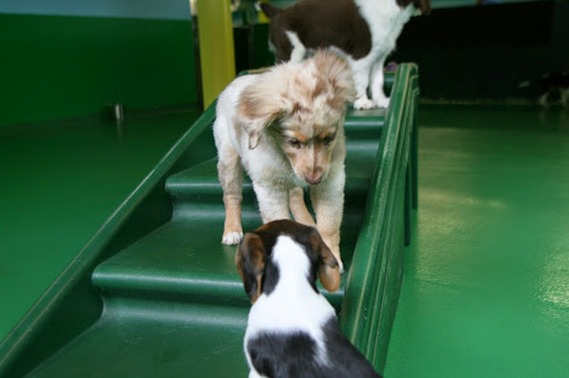 Dog Day Care Center «Play Dog Play Canine Care Center», reviews and photos, 668 Pine St, Burlington, VT 05401, USA