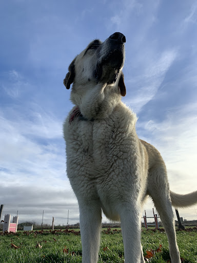 Clínica Veterinaria Cadenas en Zamora