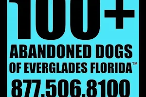 100+ Abandoned Dogs of Everglades Florida image