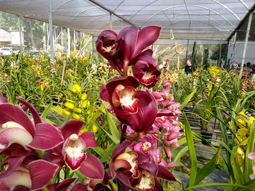 RF Orquídeas