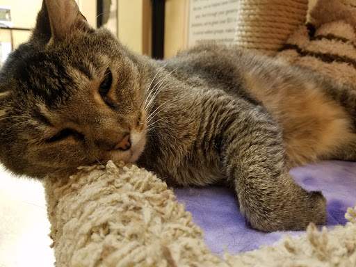 Pet Supply Store «PetSmart», reviews and photos, 1203 N Landing Way, Renton, WA 98057, USA