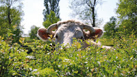 Photos du propriétaire du Restaurant La Maison du Charolais à Charolles - n°1