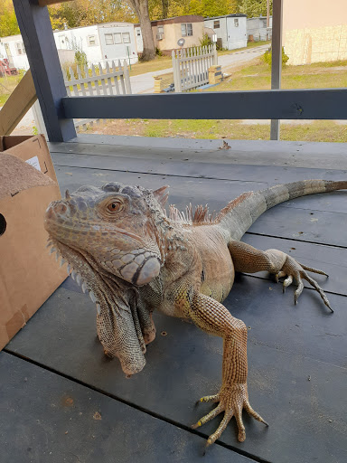 Pet Supply Store «Petco Animal Supplies», reviews and photos, 17930 Halsted St, Homewood, IL 60430, USA