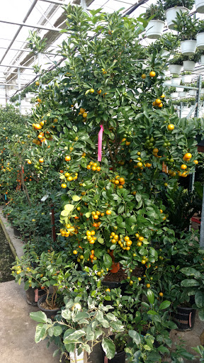 Garden Center «Blooms at Belle Mead», reviews and photos, 1980 US-206, Belle Mead, NJ 08502, USA