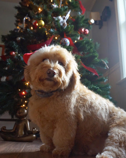 Pet Supply Store «PetSmart», reviews and photos, 3351 Jefferson Davis Hwy, Alexandria, VA 22305, USA