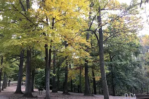 Open Grove, Roosevelt Park image