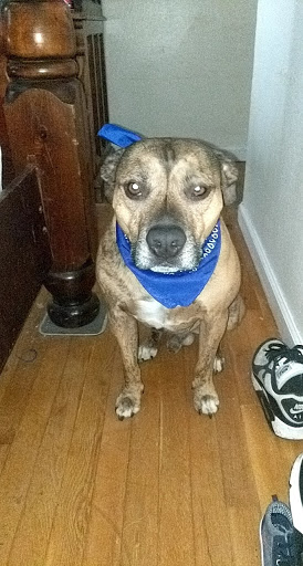 Pet Supply Store «PetSmart», reviews and photos, 865 Colusa Ave, Yuba City, CA 95991, USA