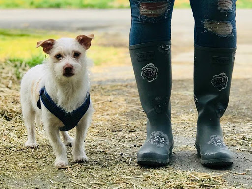 Pet Supply Store «Elverta Feed Pet & Tack Inc», reviews and photos, 7831 Rio Linda Blvd, Elverta, CA 95626, USA