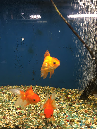 Gift Shop «Asia Gifts & Aquarium», reviews and photos, 763 S 38th St, Tacoma, WA 98418, USA