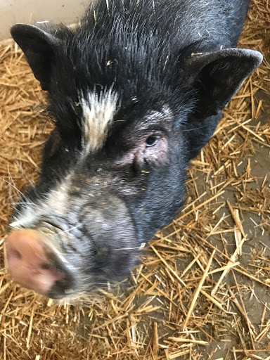 Animal Feed Store «Whittier Feed Store», reviews and photos, 12618 Penn St, Whittier, CA 90602, USA