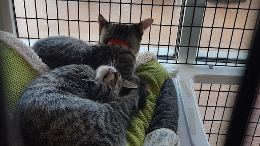 Pet Store «Pet Supermarket», reviews and photos, 9798 Glades Rd, Boca Raton, FL 33434, USA