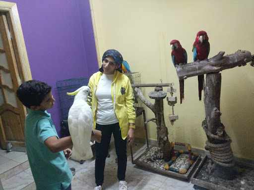 Parrot Academy
