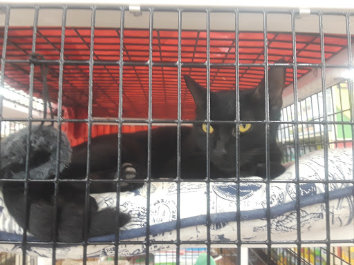 Pet Supply Store «Pet Supermarket», reviews and photos, 5000 Clyde Morris Blvd, Port Orange, FL 32127, USA