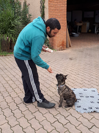 Dog training classes Toulouse