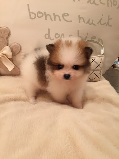 Pet Supply Store «Woof Woof Puppies & Boutique», reviews and photos, 29555 Northwestern Hwy, Southfield, MI 48034, USA