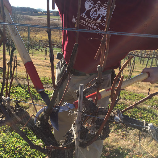 Vineyard «Millner Heritage Vineyard & Winery», reviews and photos, 32025 MN-15, Kimball, MN 55353, USA