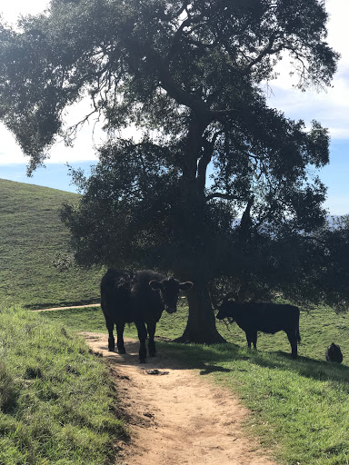 Nature Preserve «Brushy Peak Regional Preserve», reviews and photos, Laughlin Rd, Livermore, CA 94551, USA