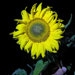 Photo n°6 de l'avis de Borsti.e fait le 17/08/2023 à 10:48 sur le  LECK O MIO Das Seebistro à Fridolfing