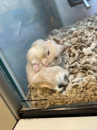 Pet Supply Store «Petco Animal Supplies», reviews and photos, 5994 Montana Ave, El Paso, TX 79925, USA