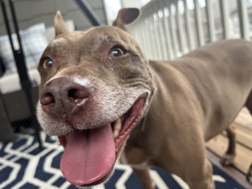 Fair Oaks Veterinary Hospital image