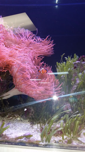 Tropical Fish Store «Aquatouch», reviews and photos, 12040 N 32nd St, Phoenix, AZ 85028, USA