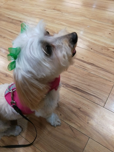 Pet Supply Store «Dog Krazy, Inc.», reviews and photos, 10681 Spotsylvania Ave, Fredericksburg, VA 22408, USA