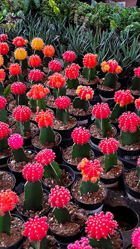 Home Improvement Store «The Home Depot», reviews and photos, 1625 S Mountain Ave, Monrovia, CA 91016, USA