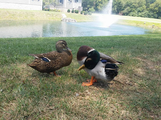 Tourist Attraction «Fontanel», reviews and photos, 4125 Whites Creek Pike, Whites Creek, TN 37189, USA