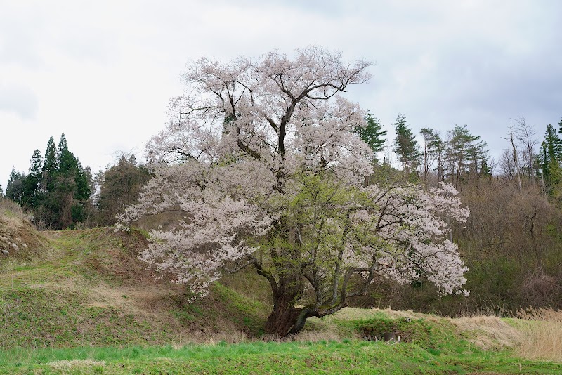 小鵇ヶ清水の桜