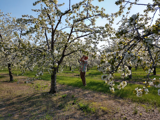 Public Golf Course «Bahle Farms Golf Course», reviews and photos, 9505 E Otto Rd, Suttons Bay, MI 49682, USA