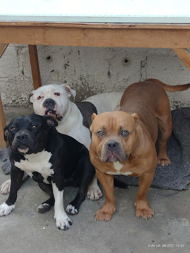 Clínica Veterinária Bicho estimado em São Paulo - SP