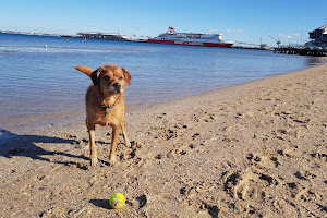 Dog Beach