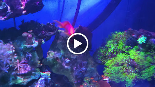 Tropical Fish Store «Fintastic Aquariums», reviews and photos, 3305 NW Main Ave, Jensen Beach, FL 34957, USA