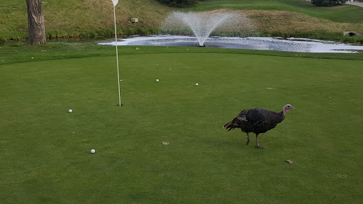 Golf Course «The Greg Mastriona Golf Courses at Hyland Hills», reviews and photos, 9650 Sheridan Blvd, Westminster, CO 80031, USA