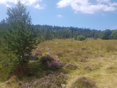 La Chèvre à Chanaleilles