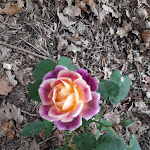 Photo n° 14 de l'avis de Patou.a fait le 27/05/2022 à 07:11 pour Roseraie - Les Chemins de la Rose à Doué la Fontaine