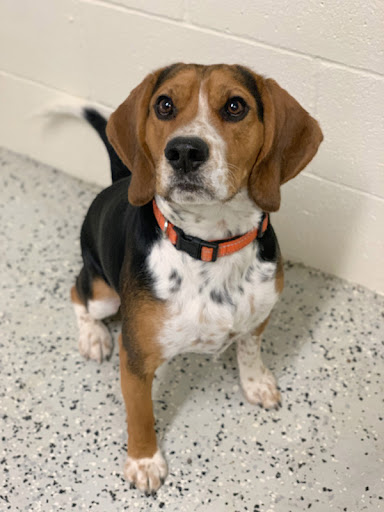 Pet Store «Animal Kingdom», reviews and photos, 4500 N Oracle Rd #254, Tucson, AZ 85705, USA