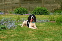 Paws in LA - Photo 9 - Car repair in , Simi Valley