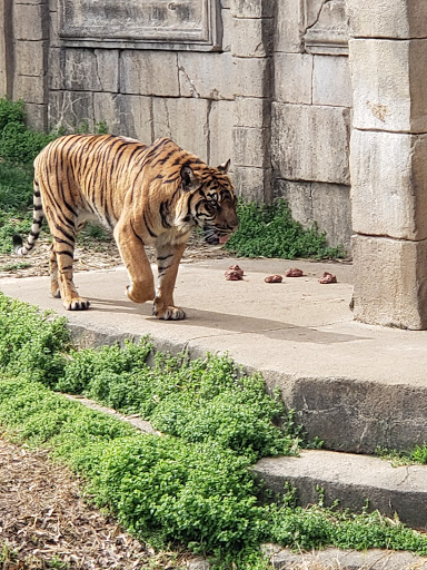 Zoo «Memphis Zoo», reviews and photos, 2000 Prentiss Pl, Memphis, TN 38112, USA